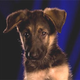 Image for article titled Animal Planet Will See Your "Football" And Raise You Puppies